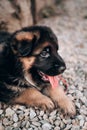 Charming baby German shepherd dog lying, posing and smiling. German shepherd kennel. Portrait of a black and red shepherd puppy Royalty Free Stock Photo