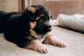 Charming baby German shepherd dog lying, posing and smiling. German shepherd kennel. Portrait of a black and red shepherd puppy Royalty Free Stock Photo