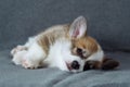 Charming baby Welsh corgi puppy lies on its side on soft gray blanket and looks into camera. Dog food. Pets. Dog food. Royalty Free Stock Photo