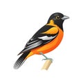 Charming Baltimore Oriole Bird Illustration Royalty Free Stock Photo