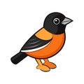 Charming Baltimore Oriole Bird Illustration Royalty Free Stock Photo