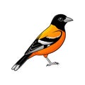 Charming Baltimore Oriole Bird Realistic Illustration Royalty Free Stock Photo
