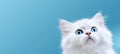 A charming banner featuring a cat gazing upward against a solid blue background