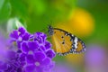 Charming beautiful monarch butterfly on purple flower Royalty Free Stock Photo