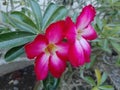 The Charming Beauty of Red Adenium Flowers. Alluring Desert Rose Tree Royalty Free Stock Photo