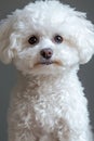 Charming Bichon Frise Dog Portrait with Delicate Features Against a Soft, Neutral Background Setting Royalty Free Stock Photo