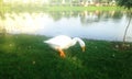 A charming bird exploring your diet along the pond