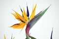 Charming bird of paradise flower in the garden