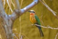 A charming bird, a white-fronted bee-eater, sits on a branch in dense thickets. Royalty Free Stock Photo