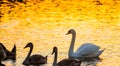 Charming birds mute swans in lake