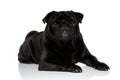 Charming black pug looking to the camera Royalty Free Stock Photo