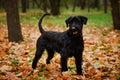 A charming Black Riesenschnauzer stands against the backdrop of trees and fallen yellow leaves in an autumn park