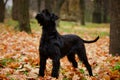 A charming Black Riesenschnauzer stands against the backdrop of trees and fallen yellow leaves in an autumn park