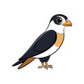 Charming Black-Thighed Falconet Bird Illustration in Color Royalty Free Stock Photo