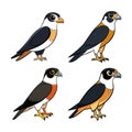 Charming Black-Thighed Falconet Bird Illustration in Color Royalty Free Stock Photo