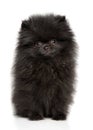 Charming Black tiny Spitz puppy