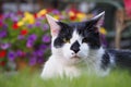 Charming black and white cat gazing into the camera with a blooming bouquet of flowers Royalty Free Stock Photo