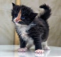 Charming blue-eyed kitten Royalty Free Stock Photo