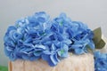 Charming blue flowers