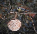 Charming blue tit is looking at feeder with tallow.