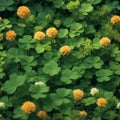 Green Clovers and Yellow Flowers