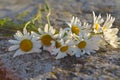 Charming bouquet of field chamomiles.