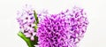 A charming bouquet of hyacinths on a white background.