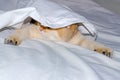 A charming British kitten hunts from under a white sheet, a predator`s instinct for a pet.