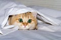 A charming British kitten hunts from under a white sheet, a predator`s instinct for a pet.