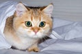 A charming British kitten hunts from under a white sheet, a predator`s instinct for a pet.