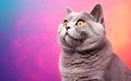 Charming British Shorthair Cat against a bright pastel background. Generative AI.