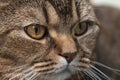 Charming British shorthair cat anxiously and intently looks to the side, on a blurred background. Close-up