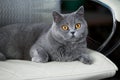 A charming British shorthair cat is lying on an office chair and resting. A well-groomed pet