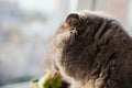 Charming British Shorthair cat is sitting on the windowsill in the room in front of the windo