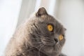 Charming British Shorthair cat sitting on the windowsill in the room in front of the window. Royalty Free Stock Photo