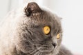 Charming British Shorthair cat sitting on the windowsill in the room in front of the window. Royalty Free Stock Photo