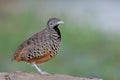 charming brown bird straight standing on dirt hill against blue green background