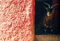 A charming brown goat stands gracefully beside a weathered red wall