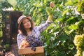 Brunette woman winemaker carrying a wooden box and picking ripe and juicy green grapes in a vineyard in the countryside