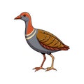 Charming Buff-Banded Rail Bird Design Royalty Free Stock Photo