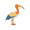 Charming Buff-Necked Ibis Bird Design Royalty Free Stock Photo