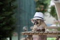 A charming bulldog dog poses leaning on a wooden table and wearing a summer hat.