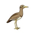 Charming Bush Stone-Curlew Bird Design Royalty Free Stock Photo