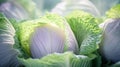 Charming Cabbage in Pastels