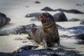 Charming California sea lion lounging atop a rocky beach shoreline Royalty Free Stock Photo