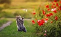 Cat catches a flying butterfly with its paw on a flower poppy field