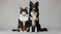 Charming Cat and Dog Posing Together in a Studio, Perfect Companions Showcasing Friendship. Photo Ideal for Pet Lovers Royalty Free Stock Photo