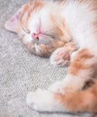 A charming cat with a pink nose has closed its eyes and is resting on a blanket. Cute little domestic red striped kitten is Royalty Free Stock Photo