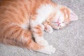 A charming cat with a pink nose has closed its eyes and is resting on a blanket. Cute little domestic red striped kitten is Royalty Free Stock Photo