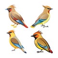 Charming Cedar Waxwing Bird Artwork Royalty Free Stock Photo
